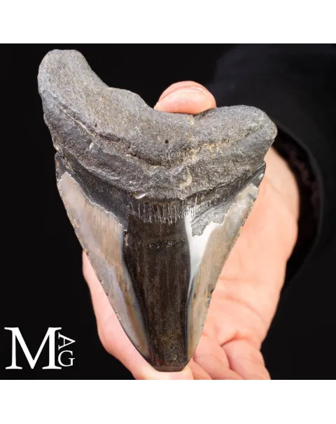 Dente Fossile di Megalodonte.