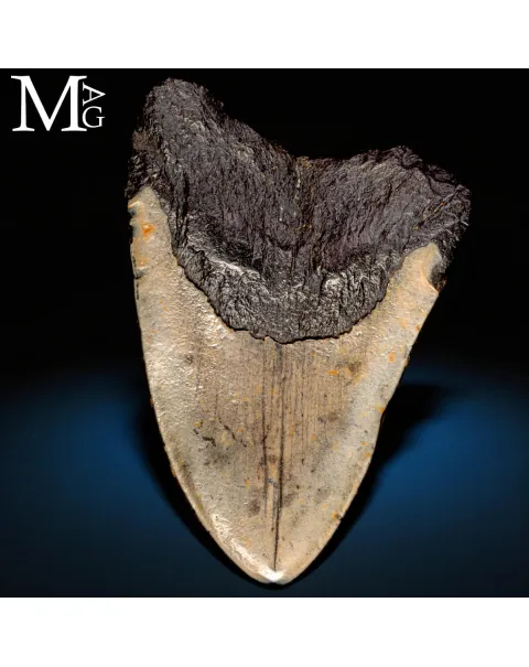 Dente fossile di Megalodon – North Carolina, USA