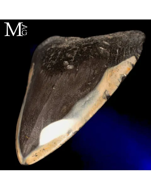 Dente fossile di Megalodon – North Carolina, USA