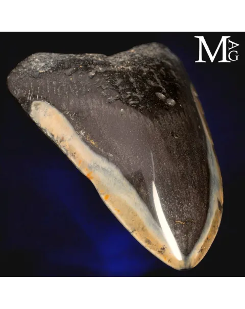 Dente fossile di Megalodon – North Carolina, USA