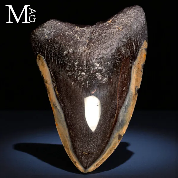 Dente fossile di Megalodon – North Carolina, USA