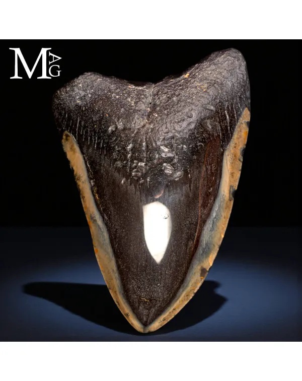 Dente fossile di Megalodon – North Carolina, USA
