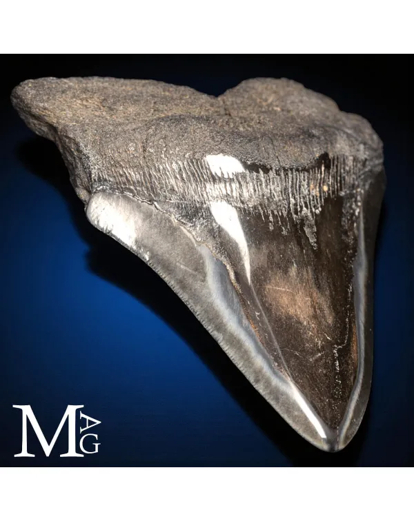 Dente fossile di Megalodon – North Carolina, USA