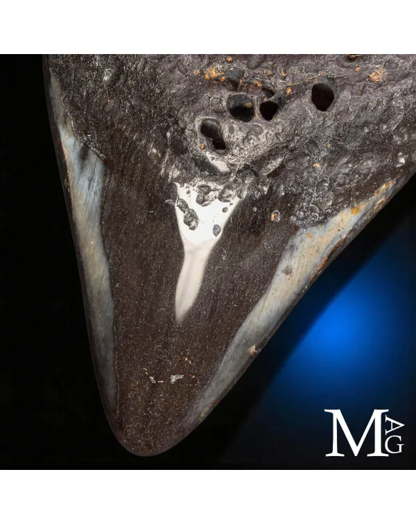 Dente fossile di Otodus megalodon – North Caroli...