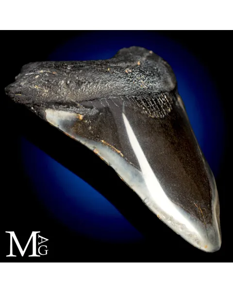 Dente fossile di Otodus Megalodon – North Carolina, USA
