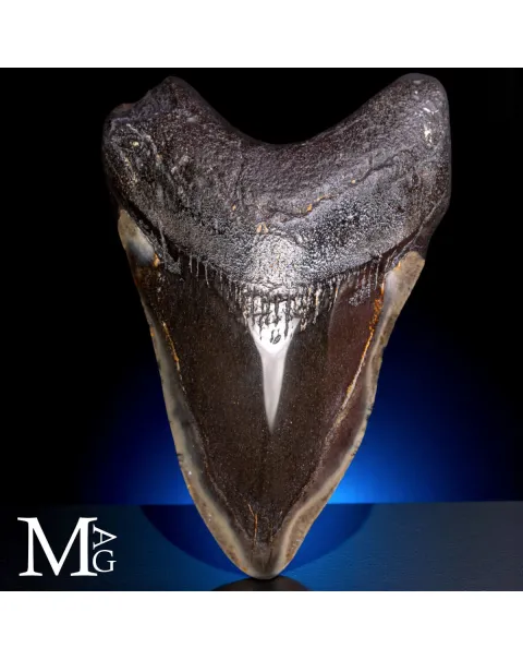 Dente fossile di Otodus Megalodon – North Carolina, USA