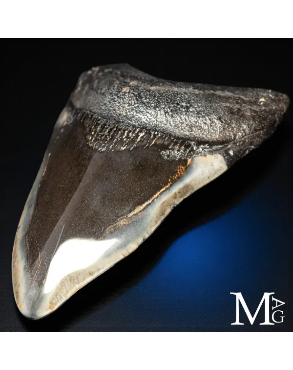 Dente fossile di Otodus Megalodon – North Caroli...