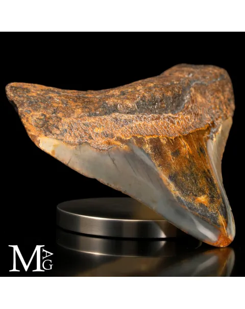 Dente fossile di Megalodon – North Carolina.