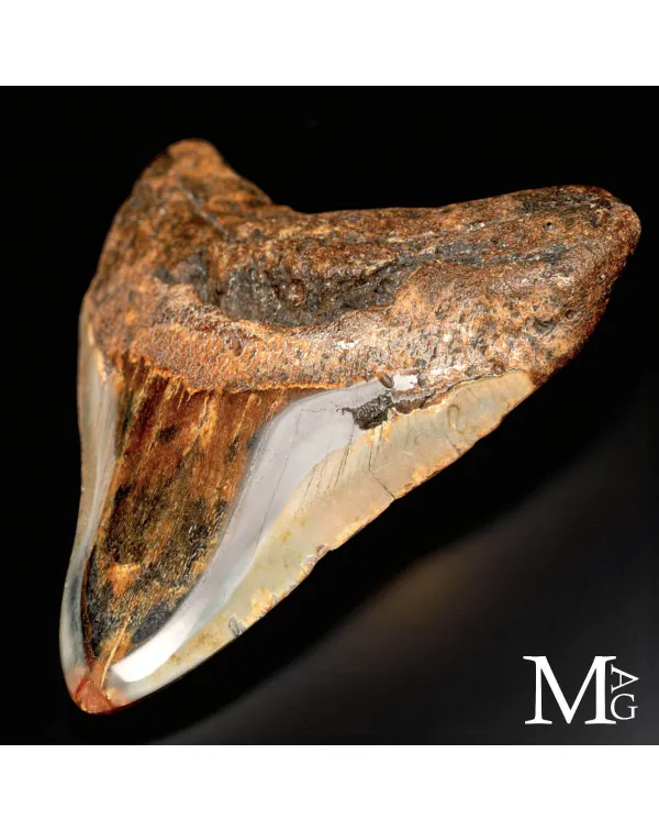 Dente fossile di Megalodon – North Carolina.