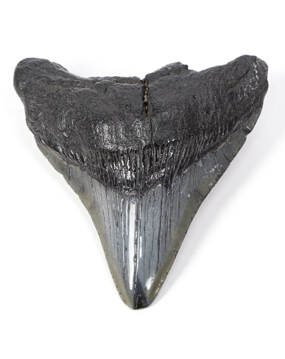 Dente di Megalodonte