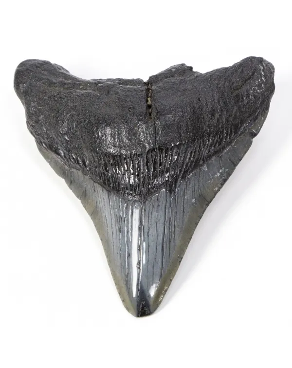 Dente di Megalodonte