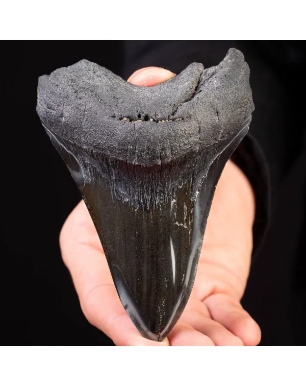  Dente Fossile di Megalodonte: Otodus Megalodon Ep...