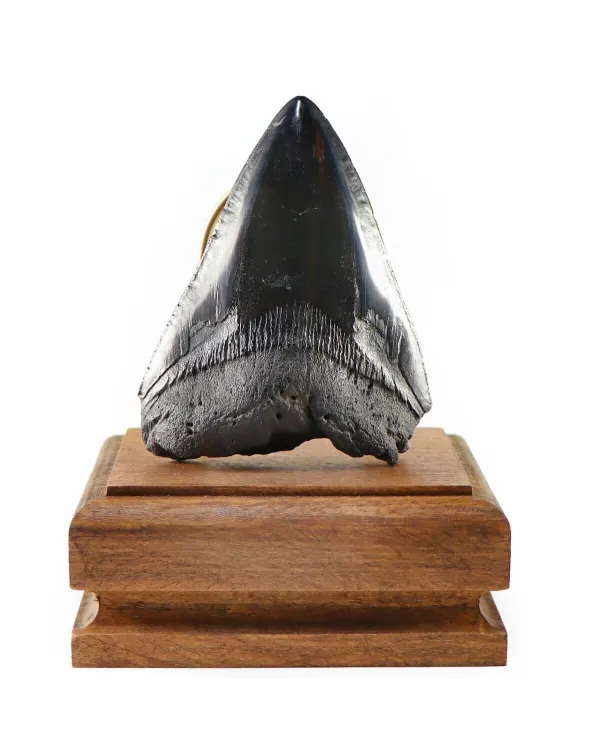 Dente di Megalodonte