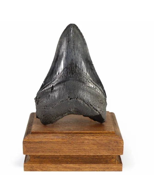 Dente di Megalodonte