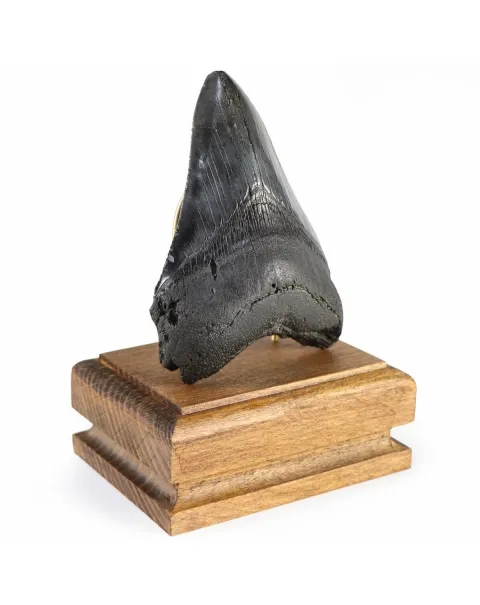 Dente di Megalodonte