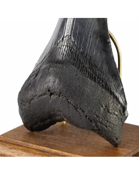 Dente di Megalodonte