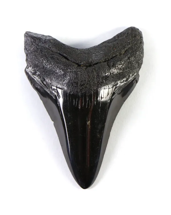 Dente di Megalodonte