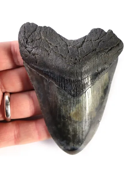 Dente di Megalodonte