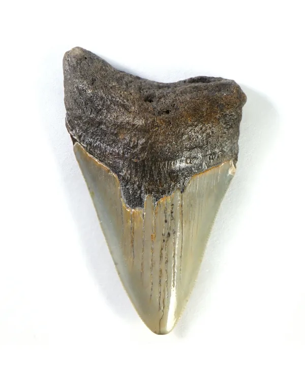 Dente di Megalodonte