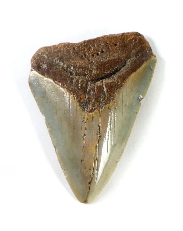 Dente di Megalodonte