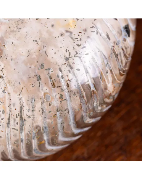 Nautilus fossile - Cymatoceras specie
