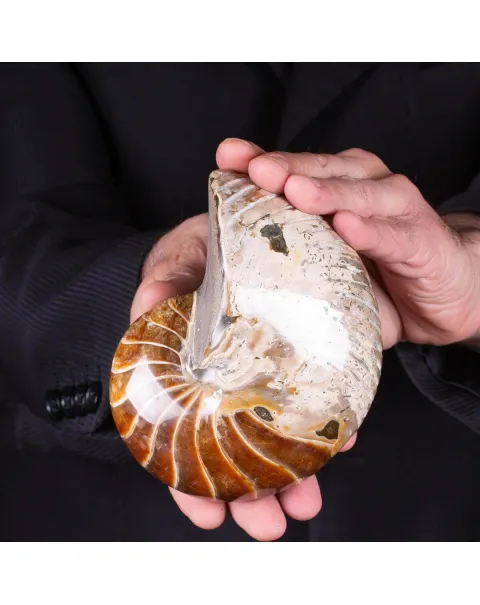Nautilus fossile - Cymatoceras specie