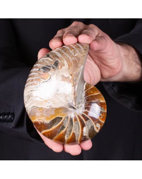 Nautilus fossile - Cymatoceras specie