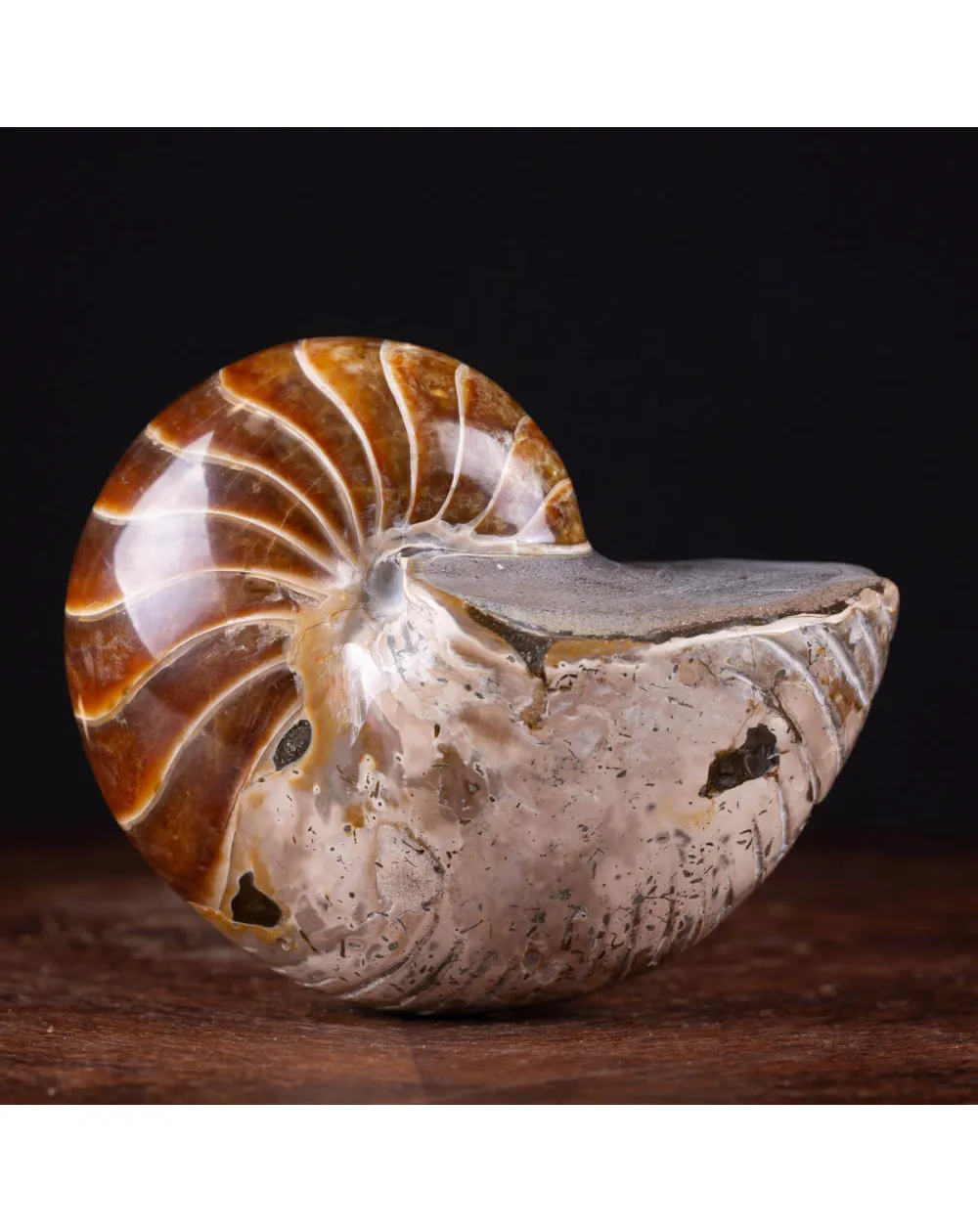 Nautilus fossile - Cymatoceras specie