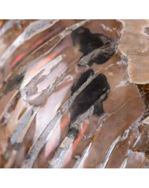 Nautilus fossile - Cymatoceras specie