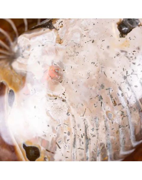Nautilus fossile - Cymatoceras specie