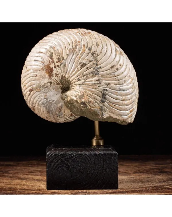 Nautiloide Fossile specie Cymatoceras