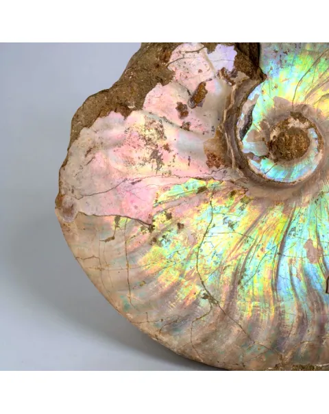 Nautilus fossile con ammonite Cleoniceras opalescente