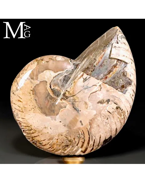 Nautilus fossile del Cretaceo – Cabinet de Curiosités.