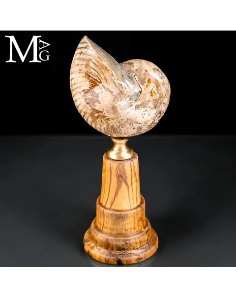 Nautilus fossile del Cretaceo – Cabinet de Curiosités.