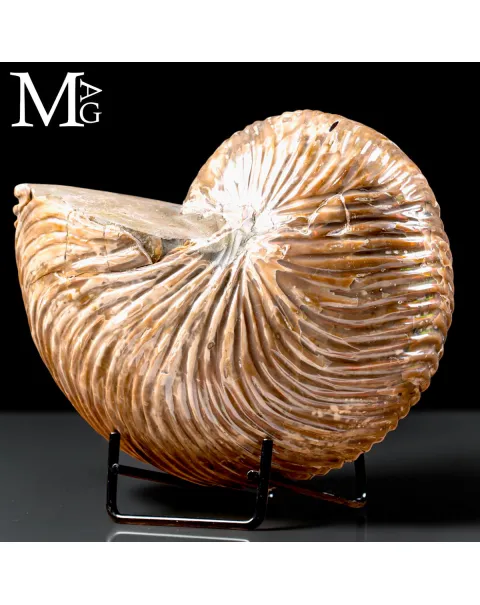 Nautilus fossile del Madagascar – Esemplare con Opalescente
