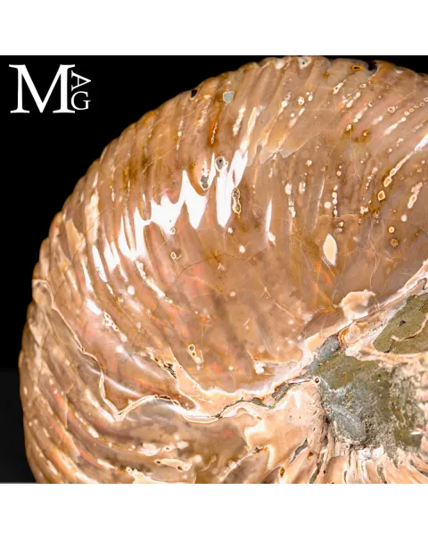 Nautilus fossile del Madagascar – Esemplare con Opalescente
