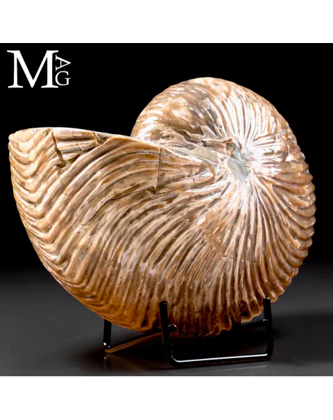 Nautilus fossile del Madagascar – Esemplare con Opalescente