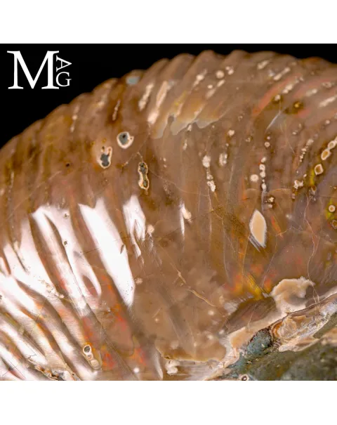 Nautilus fossile del Madagascar – Esemplare con Opalescente