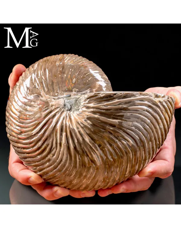 Nautilus fossile del Madagascar – Esemplare con ...
