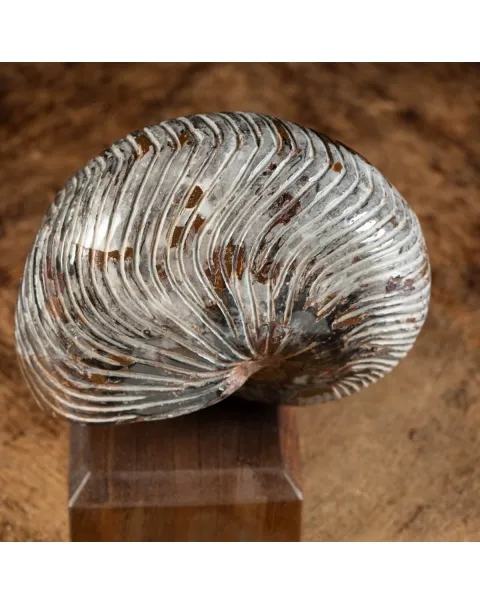 Nautiloide Fossile