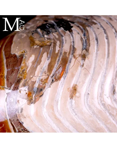 Nautilus fossile - Cymatoceras specie