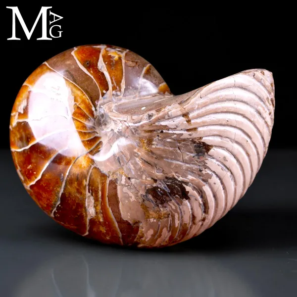 Nautilus fossile - Cymatoceras specie