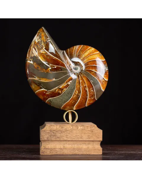 Nautilus Fossile: Eleganza Antica.