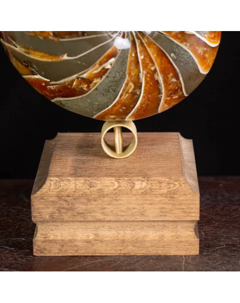 Nautilus Fossile: Eleganza Antica.
