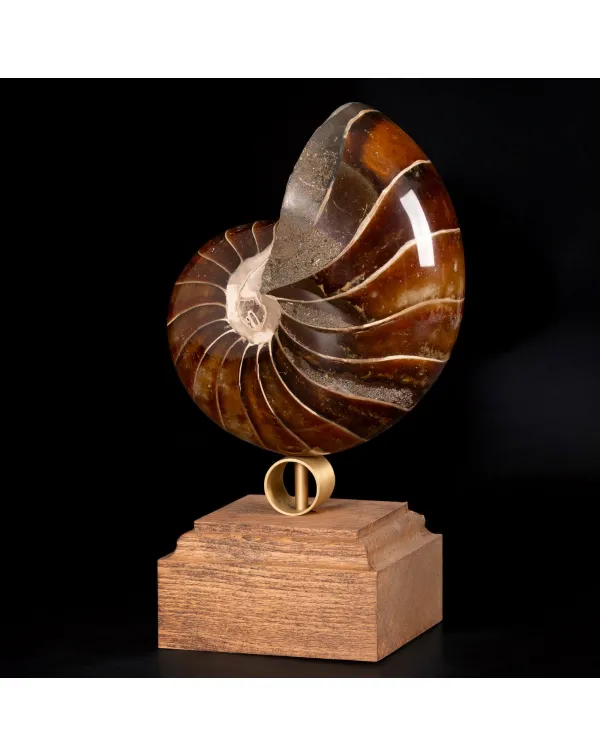 Nautilus Fossile su Base Decorativa.