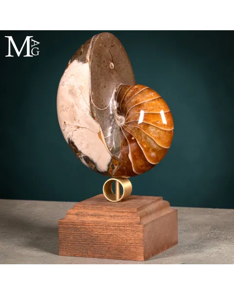 Nautilus Fossile – Arte Naturale.