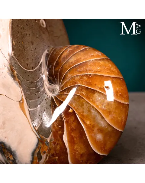 Nautilus Fossile – Arte Naturale.