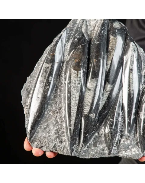 Lastra con Orthoceras Fossili