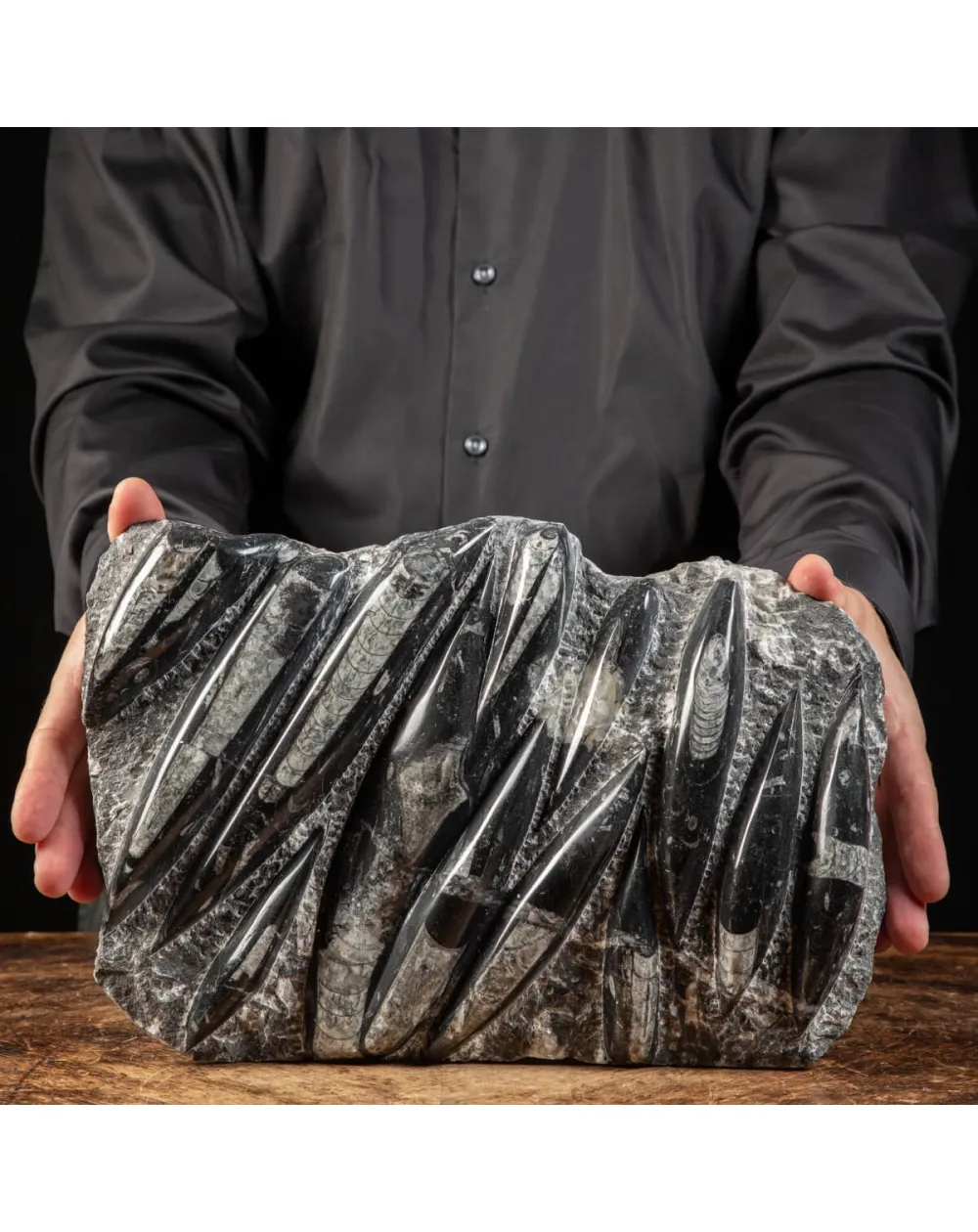 Lastra con Orthoceras Fossili