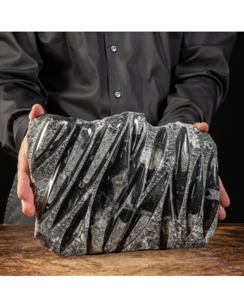 Lastra con Orthoceras Fossili
